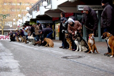 Stadtrundgang mit Hunden der Hundeschule